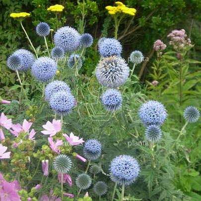 Echinops bannaticus 'Taplow Blue'