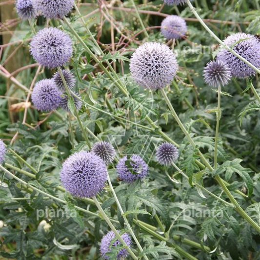 Echinops ritro 'Veitch's Blue'