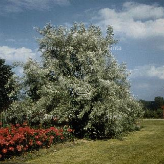Elaeagnus angustifolia