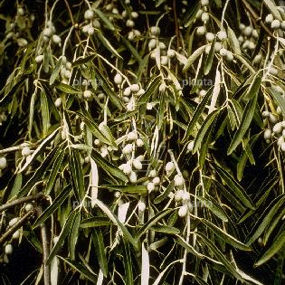 Elaeagnus angustifolia