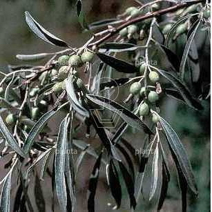 Elaeagnus angustifolia