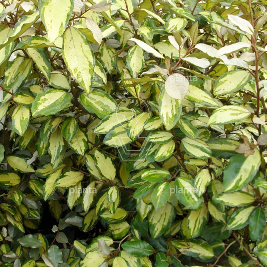 Elaeagnus ebbingei 'Limelight'