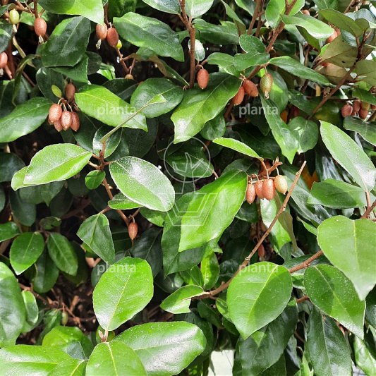 niet gebruiken Elaeagnus ebbingei 'Compacta' (= Heterophyllus)