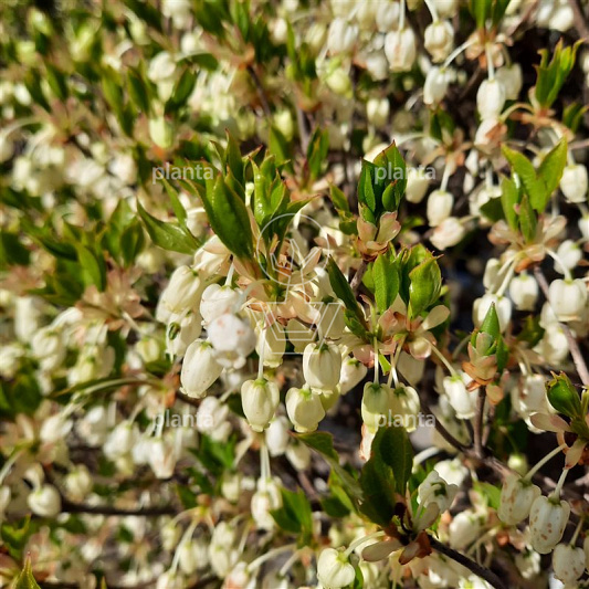 Enkianthus campanulatus