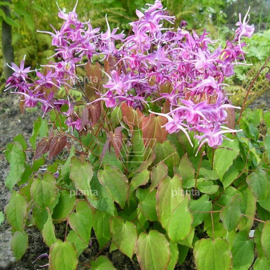 Epimedium grandiflorum 'Lilafee'