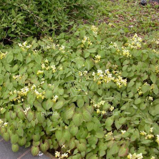 Epimedium versicolor 'Sulphureum'