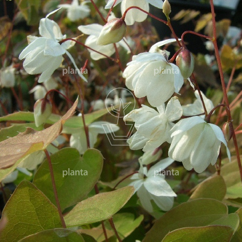 Epimedium youngianum 'Niveum'