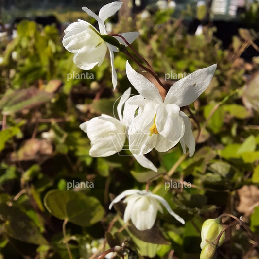 Epimedium youngianum 'Niveum'