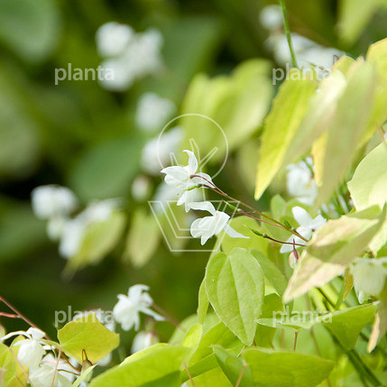 Epimedium youngianum 'Niveum'