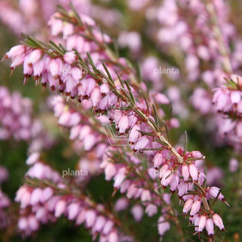 Erica darleyensis 'Darley Dale'