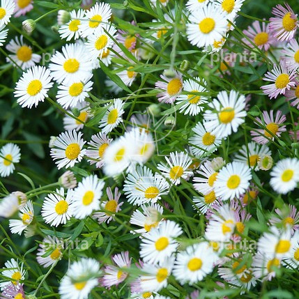 Erigeron karvinskianus