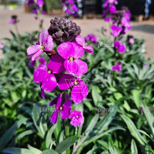 Erysimum 'Bowles' Mauve'