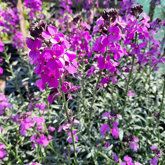 Erysimum 'Bowles' Mauve'