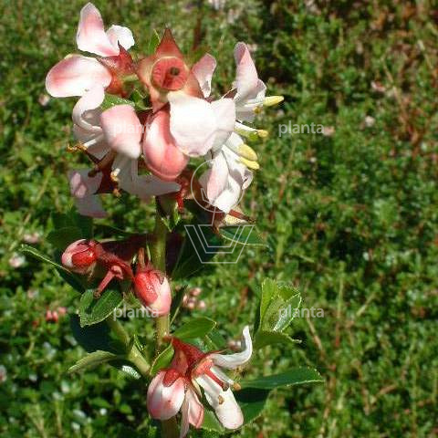 Escallonia 'Donard Seedling'