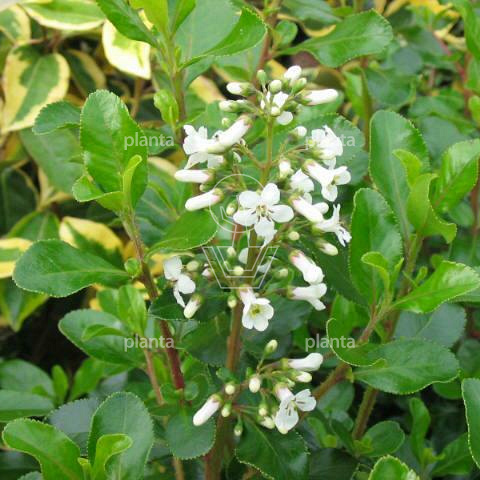 Escallonia 'Iveyi'