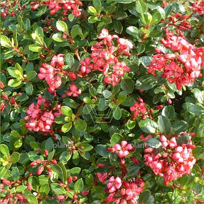 Escallonia 'Red Dream'