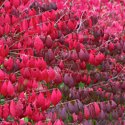 Euonymus alatus 'Compactus'