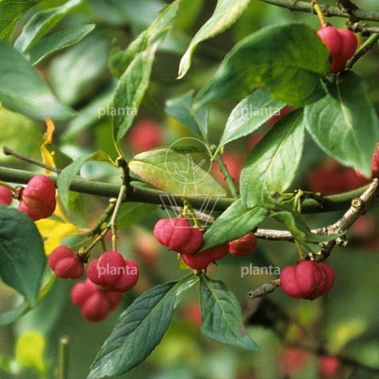Euonymus europaeus