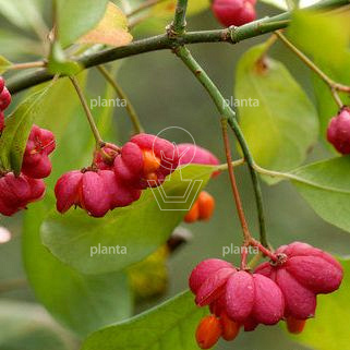 Euonymus europaeus 'Red Cascade'