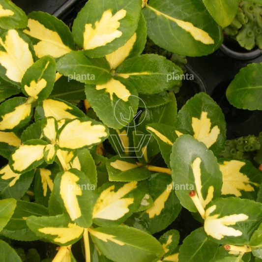 Euonymus fortunei 'Blondy'