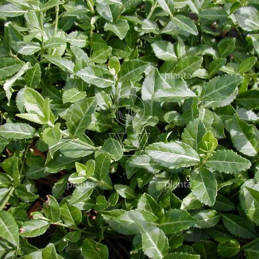 Euonymus fortunei 'Coloratus'