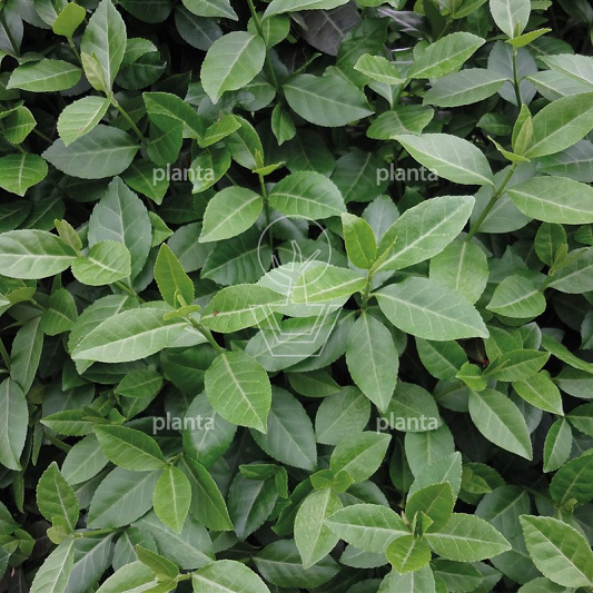 Euonymus fortunei 'Coloratus'