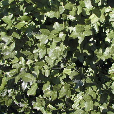 Euonymus fortunei 'Dart's Blanket'
