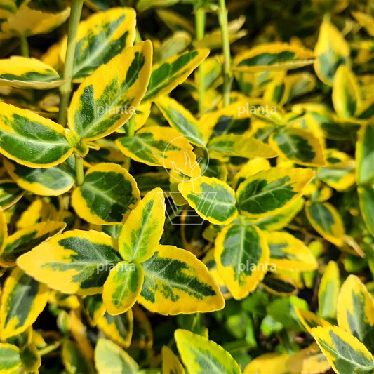 Euonymus fortunei 'Emerald 'n' Gold'