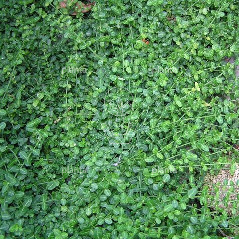 Euonymus fortunei 'Minimus'