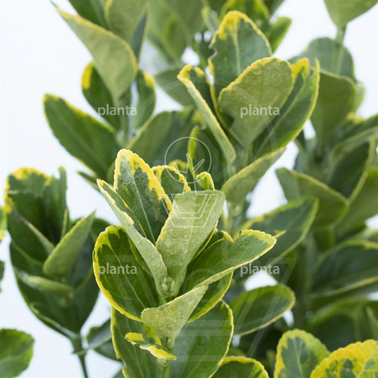 Euonymus japonicus 'Aureus'