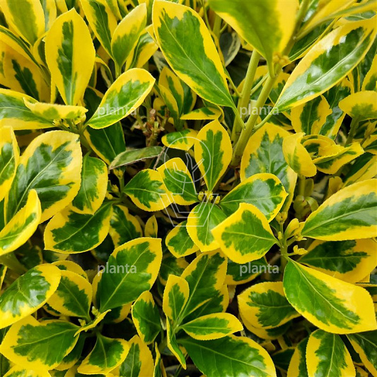 Euonymus japonicus 'Bravo'