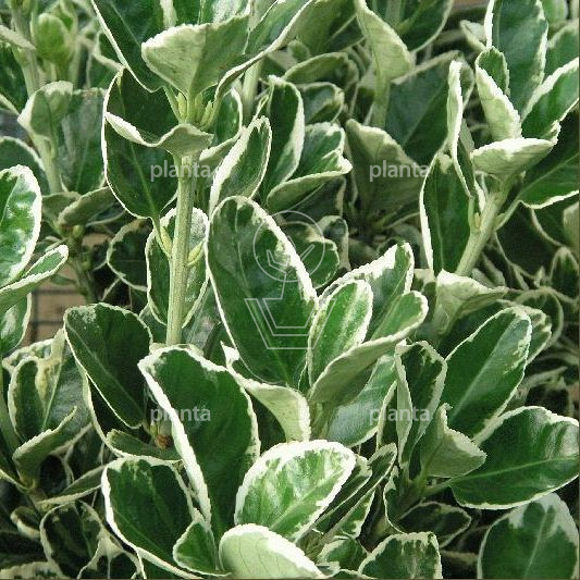 Euonymus japonicus 'Kathy'