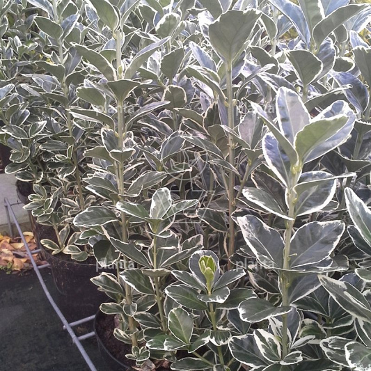 Euonymus japonicus 'Kathy'