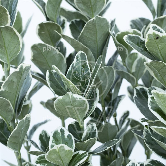 Euonymus japonicus 'Kathy'