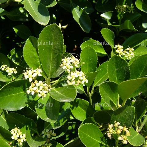 Euonymus japonicus