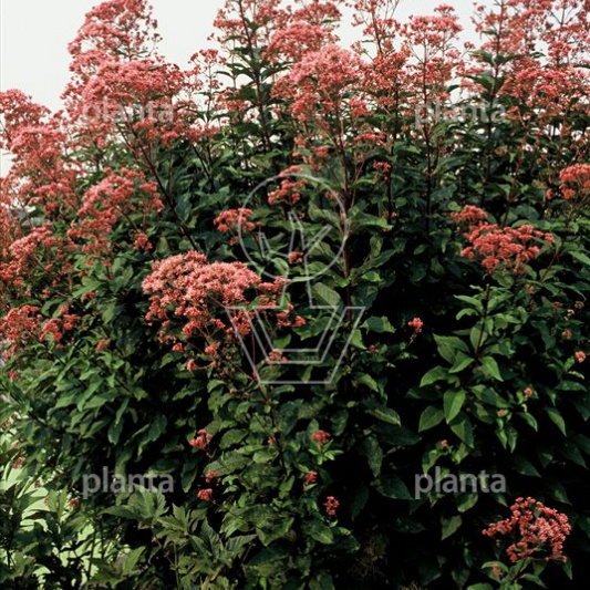 Eupatorium maculatum 'Atropurpureum'