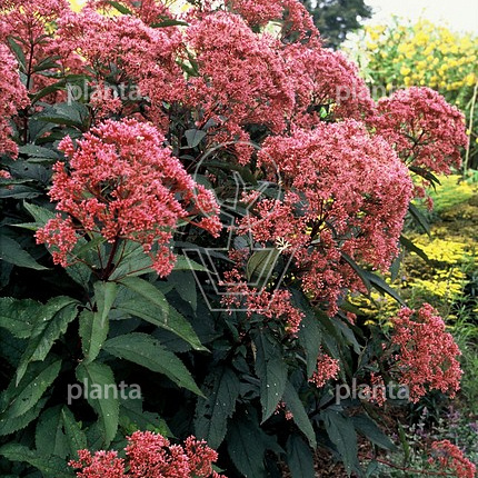 Eupatorium maculatum 'Atropurpureum'