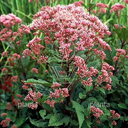 Eupatorium maculatum 'Atropurpureum'