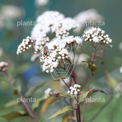 Eupatorium rugosum 'Chocolate'