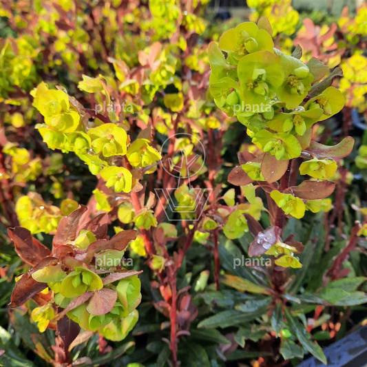 Euphorbia amygdaloides 'Purpurea'