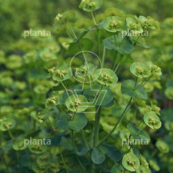 Euphorbia amygdaloides robbiae