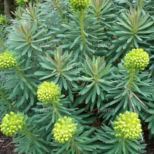Euphorbia characias wulfenii