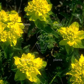 Euphorbia polychroma