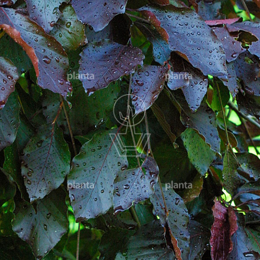 Fagus sylvatica 'Purple Fountain'