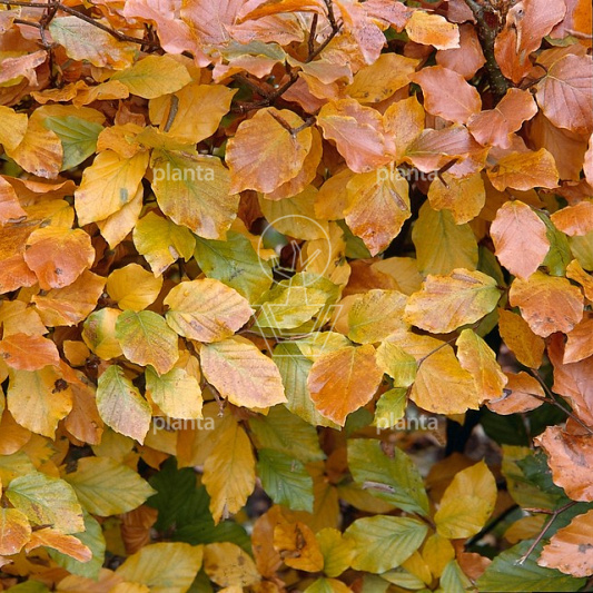 Fagus sylvatica