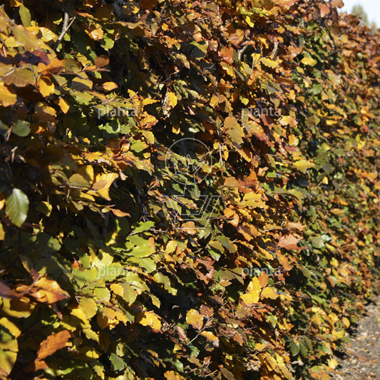 Fagus sylvatica 'Atropunicea'