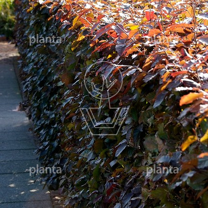 Fagus sylvatica 'Atropunicea'