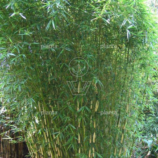 Fargesia robusta 'Campbell'
