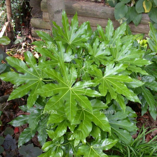 Fatsia japonica