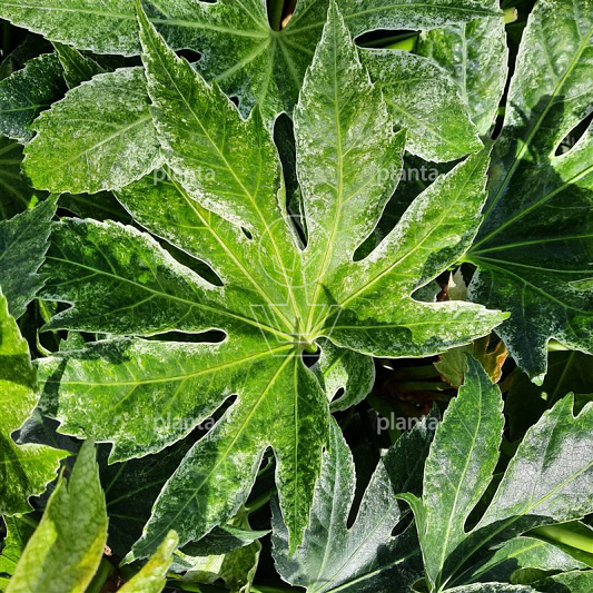 Fatsia japonica 'Spiders Web' 